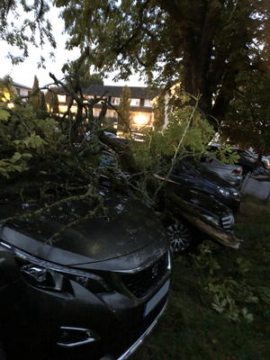 Baum Einsatz 17-2020